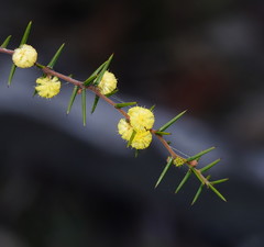 Acacia asparagoides