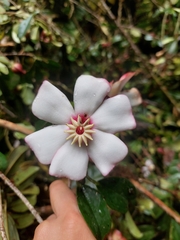 Blakea quadrangularis, photograph (c) Daniel Mesa, some rights reserved (CC BY)