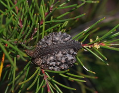 Hakea propinqua