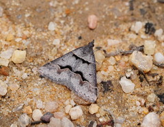 Dichromodes atrosignata