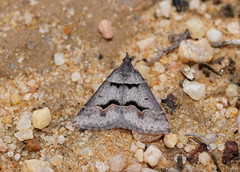 Dichromodes atrosignata