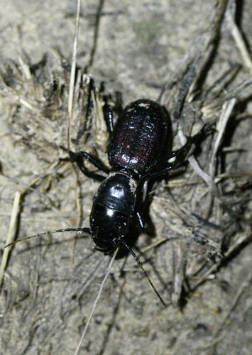 Great Plains Giant Tiger Beetle photo 5