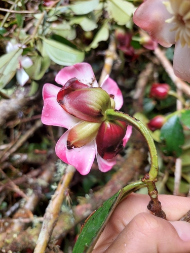 Blakea quadrangularis, photograph 2