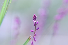 Polygala glochidiata