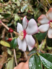 Blakea quadrangularis, photograph (c) Daniel Mesa, some rights reserved (CC BY)