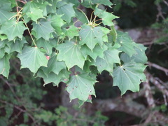 Acer pictum mono