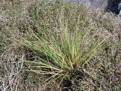Puccinellia chathamica