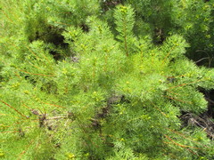 Serruria foeniculacea