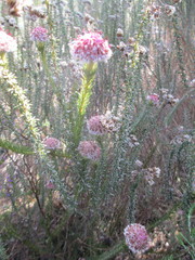 Serruria trilopha