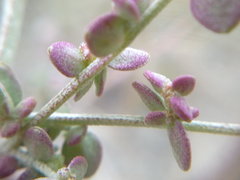 Atriplex aucheri