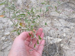 Atriplex aucheri