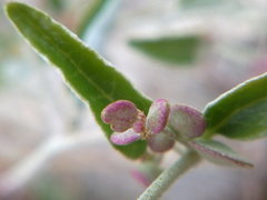 Atriplex aucheri
