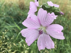 Malva moschata