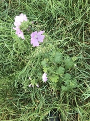 Malva moschata