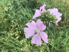 Malva moschata