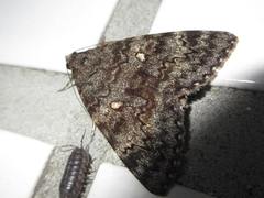 Catocala actaea