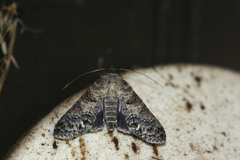 Nagara clara