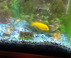 Labidochromis caeruleus