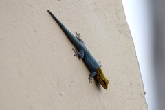 Lygodactylus picturatus