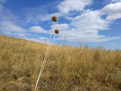 Allium atroviolaceum
