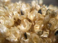 Allium atroviolaceum