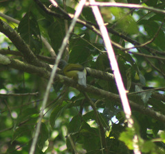 Brachypodius priocephalus