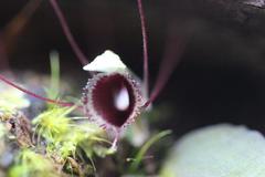 Corybas oblongus