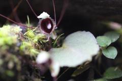 Corybas oblongus