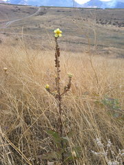 Verbascum ovalifolium