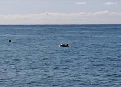 Tursiops truncatus ponticus