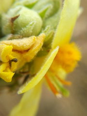 Verbascum ovalifolium