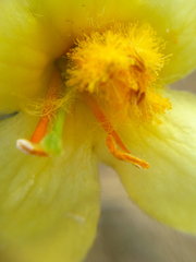 Verbascum ovalifolium