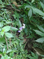 Rungia taiwanensis
