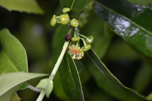 Olmediella betschleriana, photograph 6