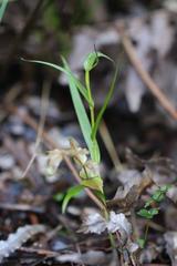 Pterostylis graminea
