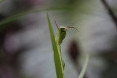 Pterostylis graminea