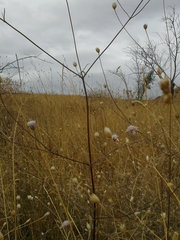 Cephalaria transsylvanica