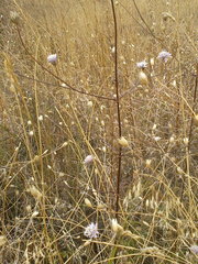 Cephalaria transsylvanica