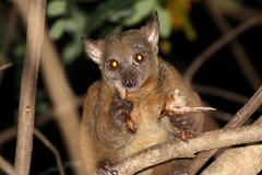 Northern Greater Galago photo 5