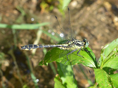 Common Clubtail
