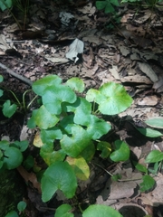 Eryngium ghiesbreghtii