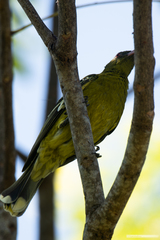 Oriolus flavocinctus