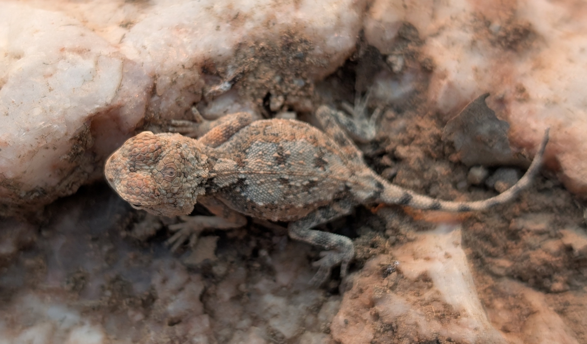 Agama anchietae Bocage, 1896