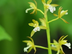 Oreorchis patens
