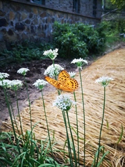 Argynnis sagana