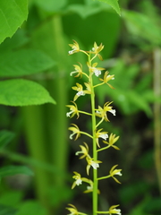 Oreorchis patens