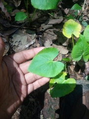 Eryngium ghiesbreghtii