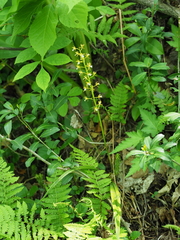Oreorchis patens