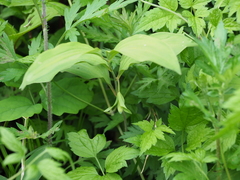 Polygonatum involucratum