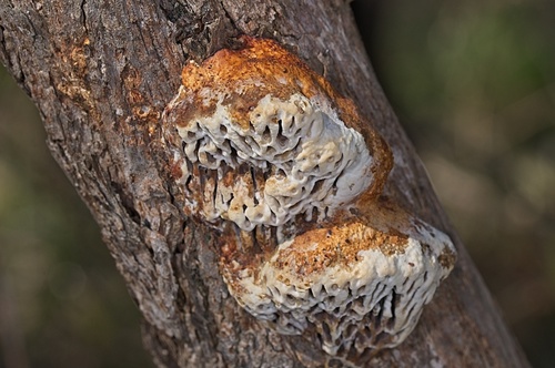 Hexagonia vesparia (Berk.) Ryvarden